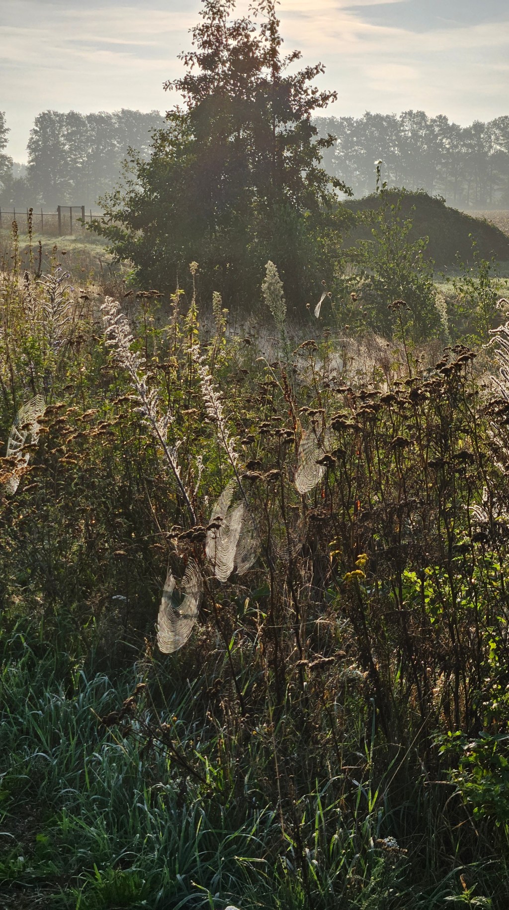 Als een cliënt dood wil: over geheimhoudingsplicht en suïcidale&nbsp;gedachten
