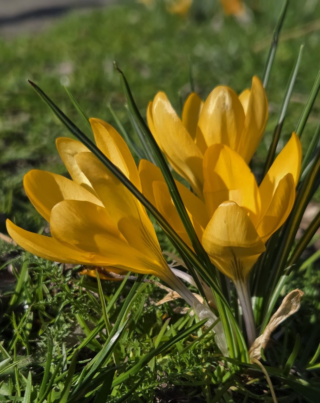 Een kanariegeel briefje op mijn boterham